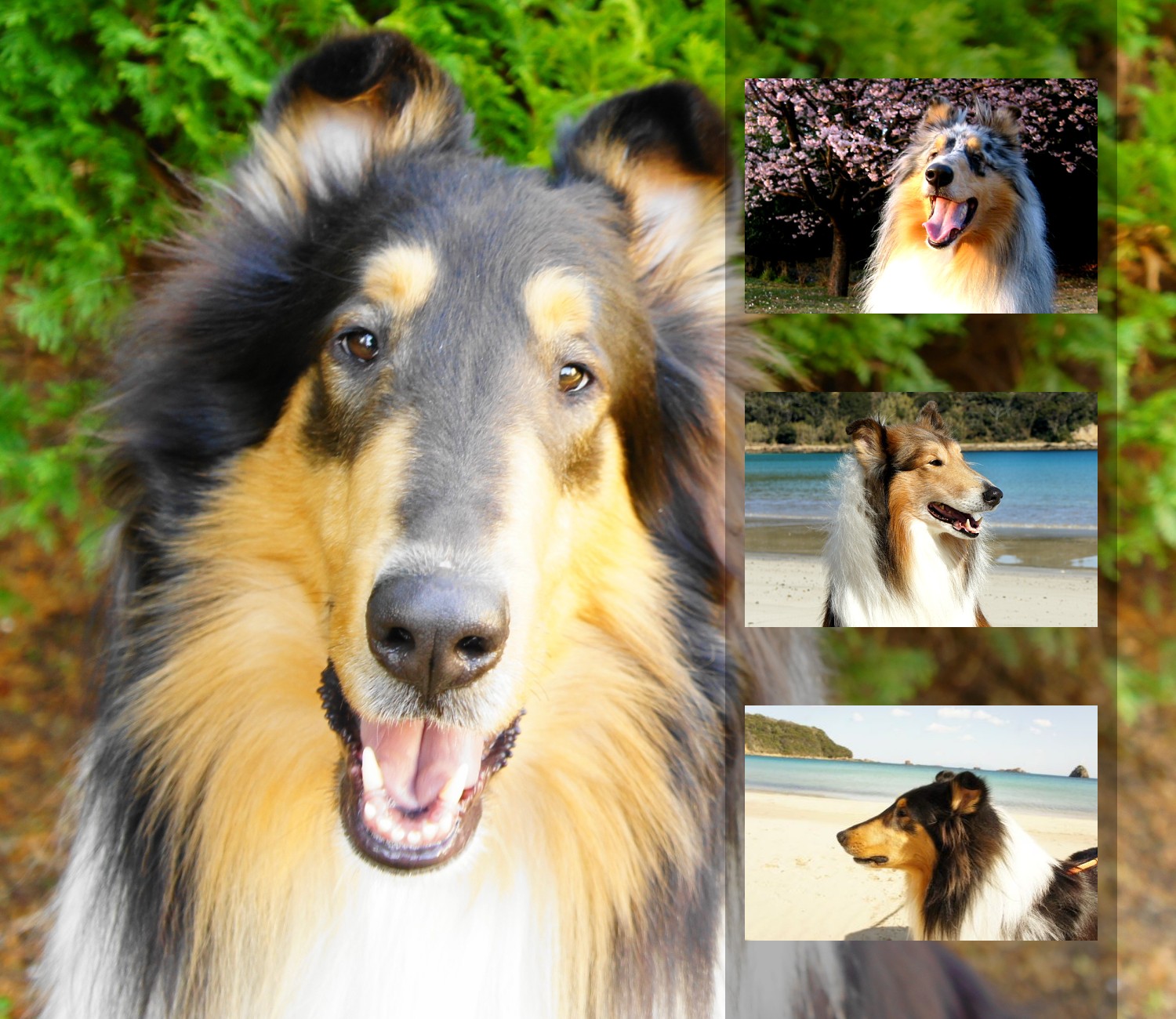 せっかくの旅行、愛犬も笑顔に！