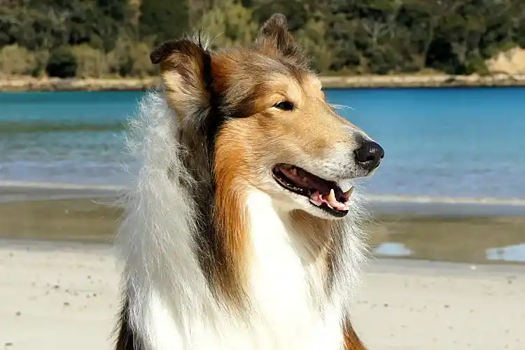二代目看板犬 ダ・ヴィンチ