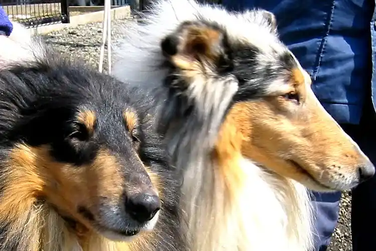 初代看板犬 海の両親