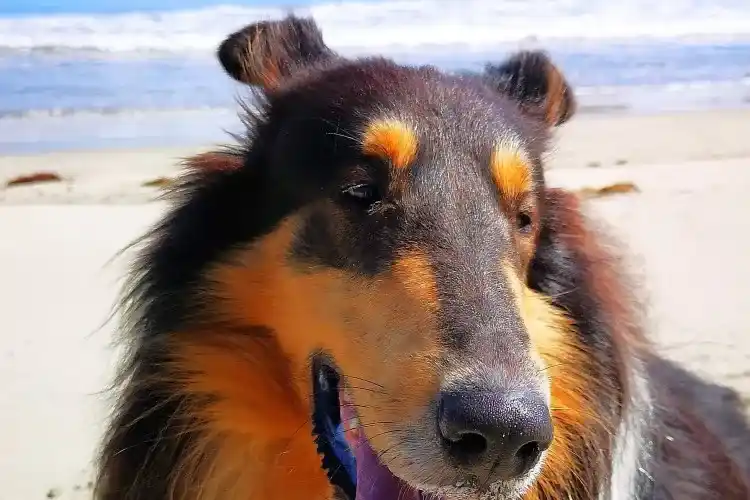 看板犬ケニー 外浦海岸にて