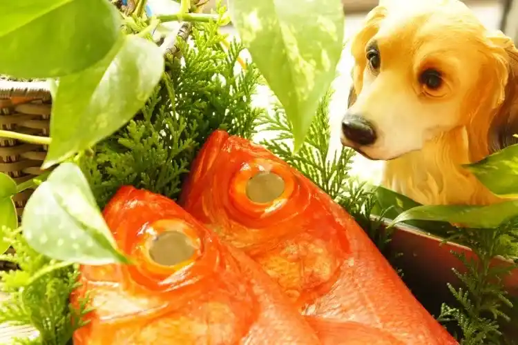伊豆の新鮮なお魚!
