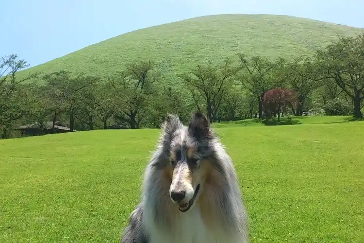 初代看板犬 海 大室山にて